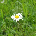 Meins