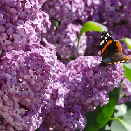 Meins Kals-am Großglockner