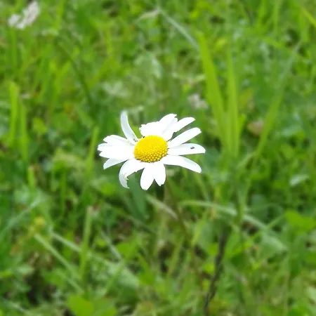 Meins