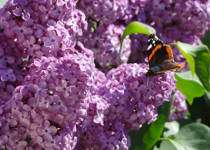 美恩斯度假屋 Kals-am Großglockner