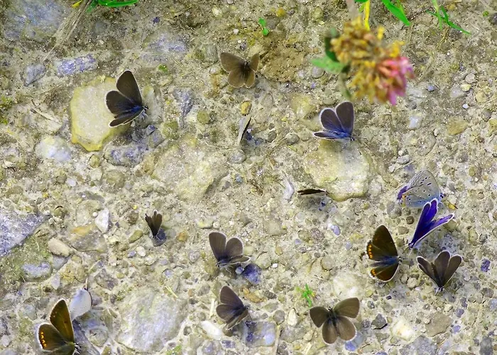 美恩斯度假屋 度假居