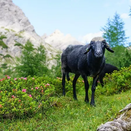 Meins בית נופש *